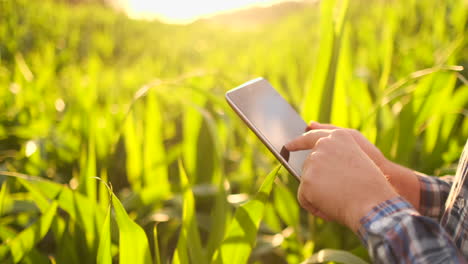 Destello-De-Lente:-Un-Agricultor-Moderno-Con-Una-Tableta-En-Las-Manos-Inspecciona-Los-Brotes-De-Maíz-Para-Analizar-La-Cosecha-Futura-Y-La-Calidad-Del-Producto.-Gestión-De-Fincas-A-Través-De-Internet